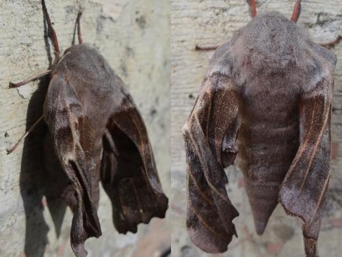 Laothoe populi